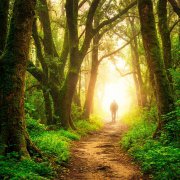 Chapter 24 Forest Path
